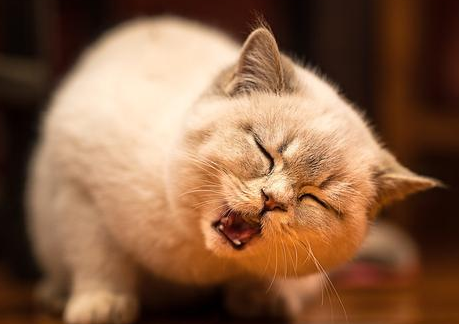 猫嚼嚼嚼表情包高清图片