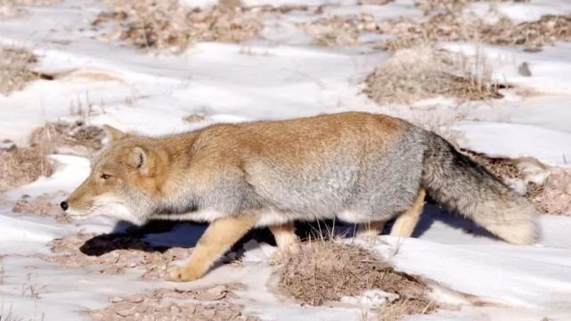 "网红",又来搞事情了|鲍永清|鼠兔|高原鼠兔|西北高原生物研究所|藏狐