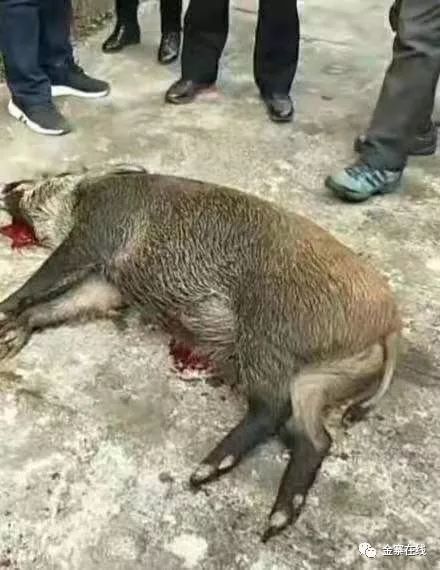 金寨西茶谷惊现一条三百斤的大野猪!