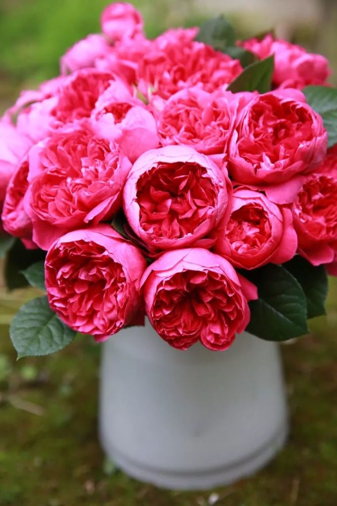 唤作蔻丹的月季应该有怎样的风情