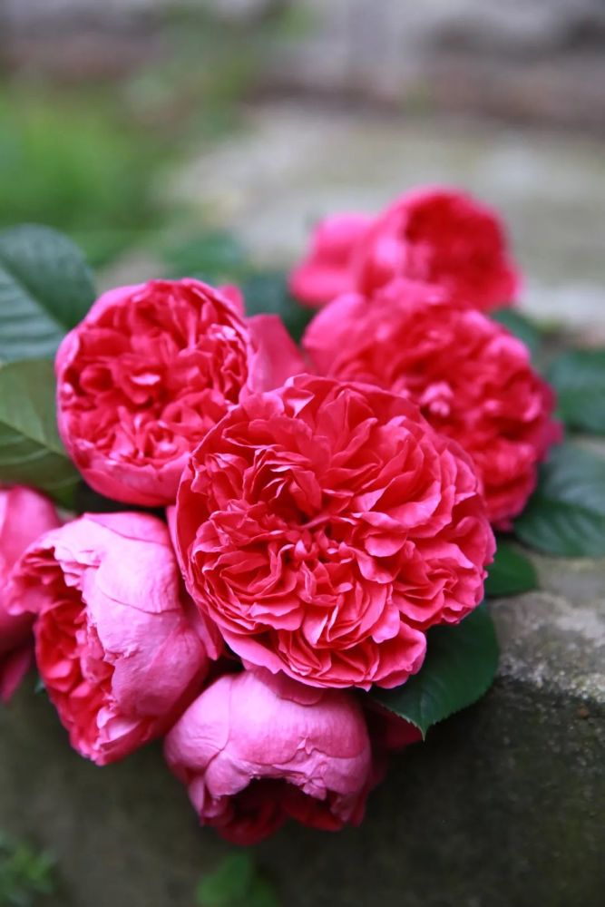 唤作蔻丹的月季应该有怎样的风情