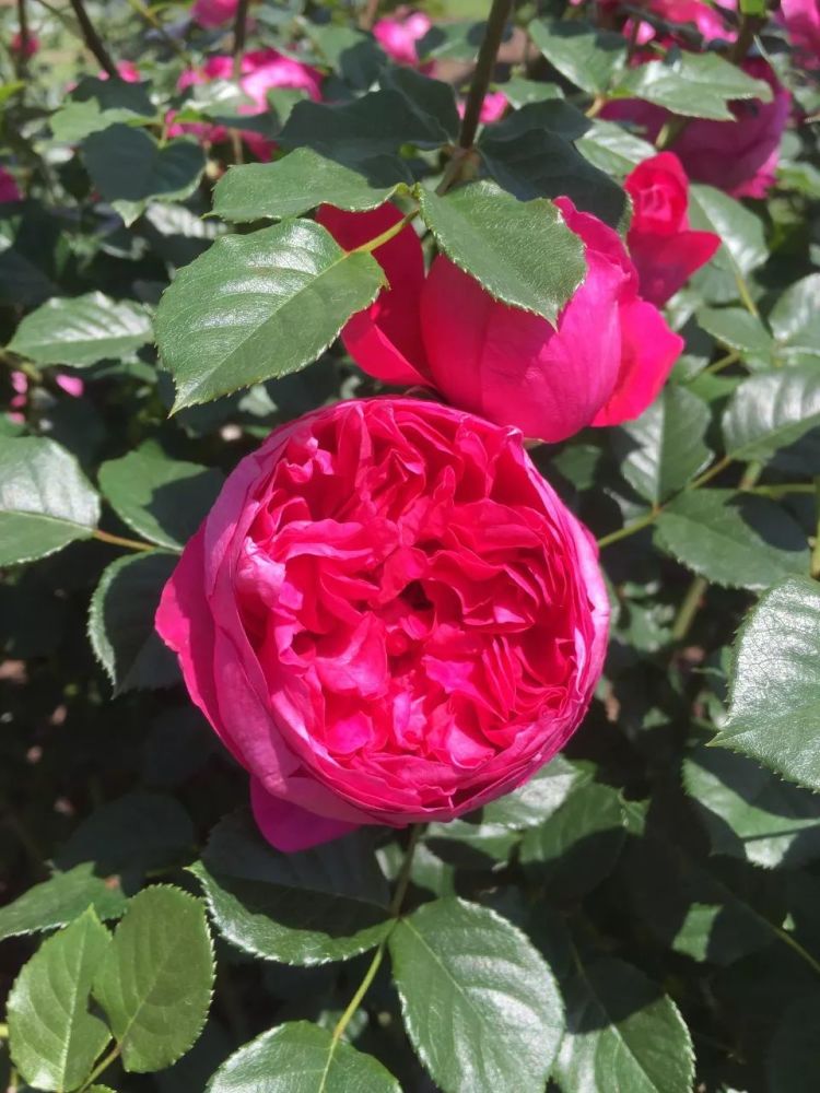 唤作蔻丹的月季应该有怎样的风情