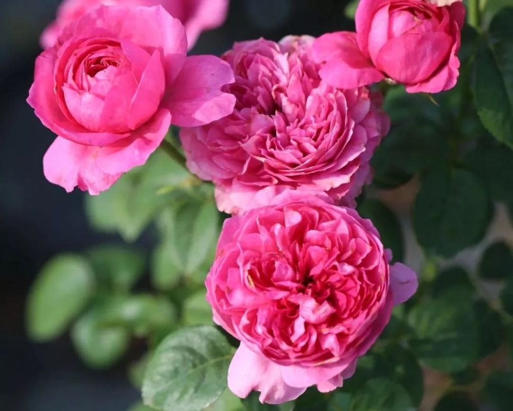 唤作蔻丹的月季应该有怎样的风情