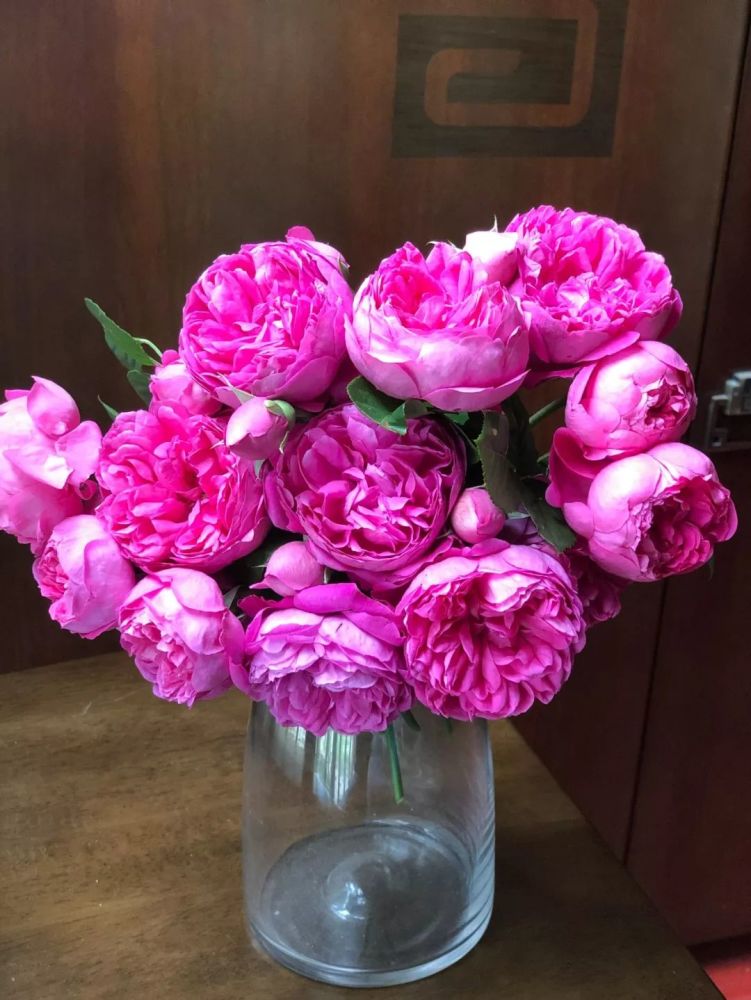 唤作蔻丹的月季应该有怎样的风情