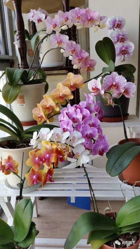 朋友养的蝴蝶兰 开完直接丢了 达到这2个条件 还能二次复花 腾讯新闻