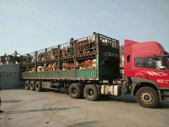 400斤的牛犊运回家,只还剩下350斤,到底是怎么回事?