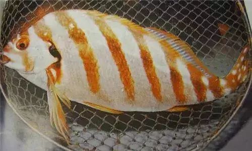 可遇不可求的"鱼王"——三刀鱼