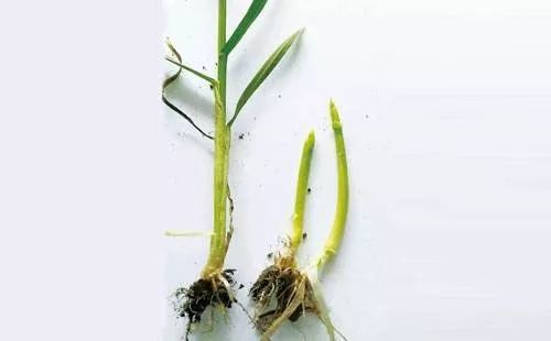 小麦提前拔节旺长,警报拉响!农民应该怎么办?