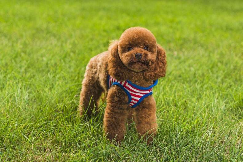 泰迪犬总是褪色 如何给泰迪加深毛色 好猫好狗之家 宠护养护 宠物训练 宠物知识