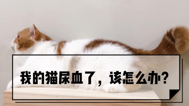 猫咪尿液带血怎么办？记一次猫咪FIC自愈经历，从此不慌了_腾讯新闻