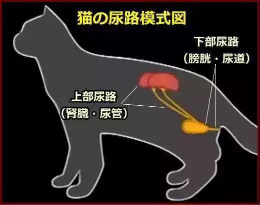 猫咪尿液带血怎么办 记一次猫咪fic自愈经历 从此不慌了 腾讯新闻