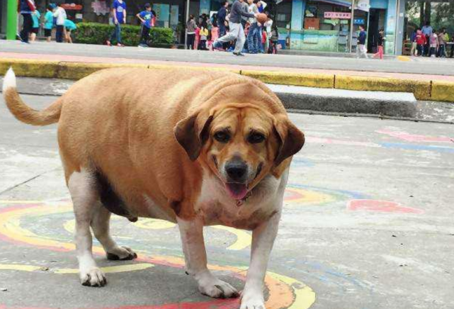 校犬因长得太可爱 老师同学给狗子喂零食胖成 牛 网友 这是喂猪饲料