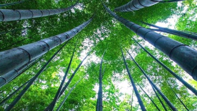 中国最后一位 竹海飞人 今年73岁仍在竹海飞跃 独门绝技即将失传 腾讯新闻