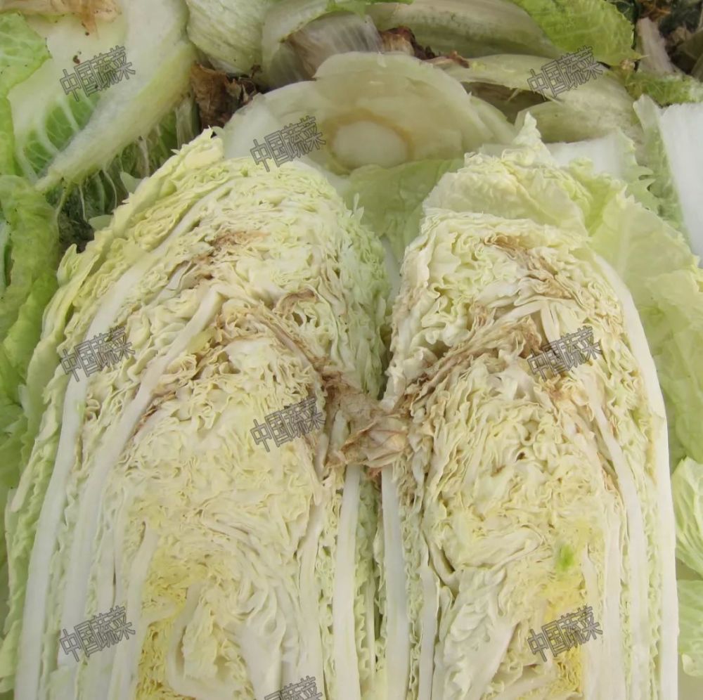 如大白菜,娃娃菜,甘蓝,生菜等,缺钙引起