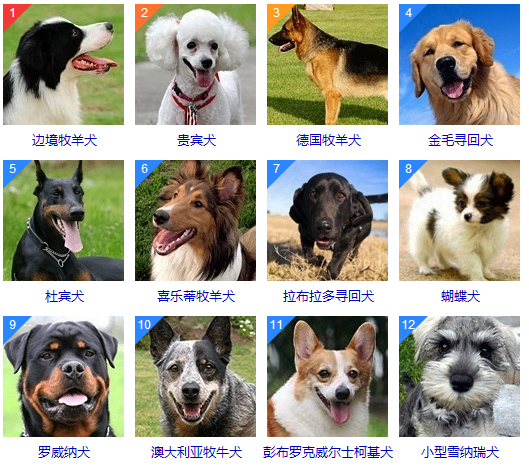 最聪明的五种中型犬种 排名第一的无可争论 是所有犬种最聪明 腾讯新闻