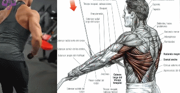 如果你拉引体困难,就用它代替引体 三,绳索直臂下压 俯身将绳索拉到