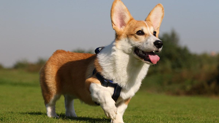 哪些拥有小短腿的萌犬呢 10大短腿萌犬介绍 腾讯新闻