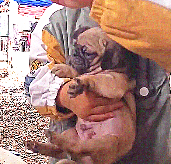 父母偷偷把小狗卖掉 孩子发现后 死死抱在怀里哭着不让卖 腾讯新闻