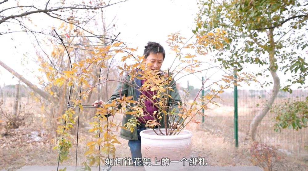 藤本月季的花柱绑扎操作 超详细 腾讯新闻