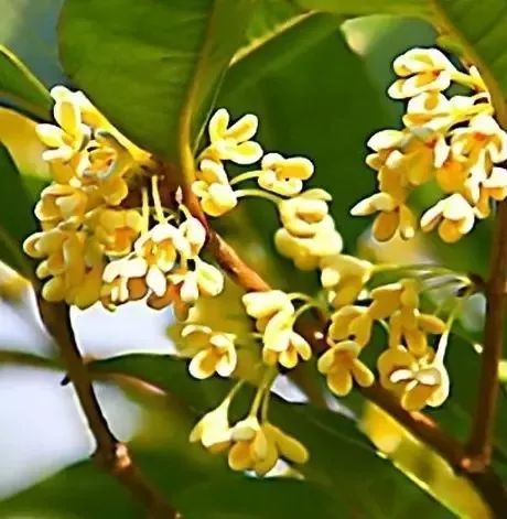 和市花(桂花) 同月,我市面向社会公开征集 宁德"城市ip"