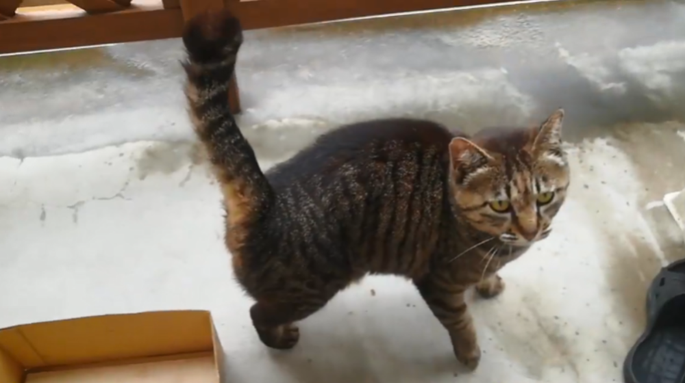 狸花猫到女子家避雨 带来朋友后却不进屋 晴天时与女子形同陌路 腾讯新闻