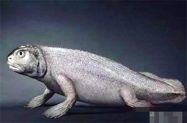 人类是鱼变换过来的鱼也是人类祖先可鱼离开水为啥就不能呼吸了