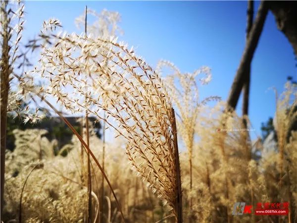 美哉美哉龍巖洞公園的這片蘆葦蕩美得過分了