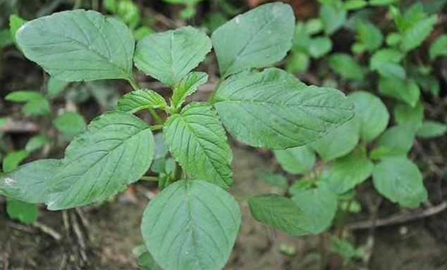 西风谷除了是一种可以食用的珍贵野菜以外,还有一定的药用价值,全草均