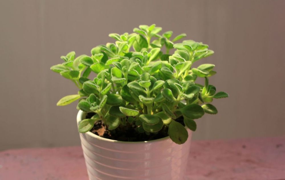 春天换盆 几种需杀菌的土壤 否则不利于植物生长 腾讯新闻