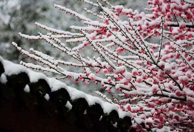 梅花香自苦寒来 诗词中的雪梅 太美了 腾讯新闻