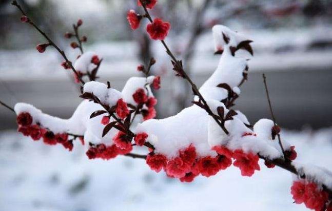 梅花香自苦寒来 诗词中的雪梅 太美了 腾讯新闻