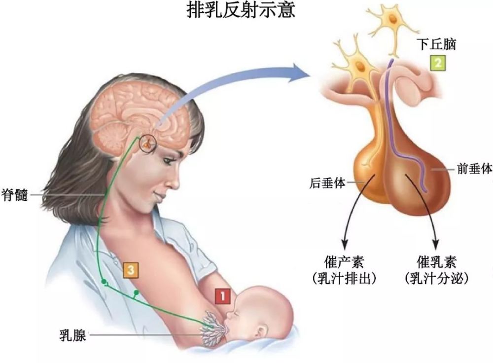 其中,催产素(oxytocin)和催乳素(prolactin)因其在排乳反射中不可或缺