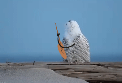 点击播放 gif0.0msnowy owl-活成表情包的雪鸮