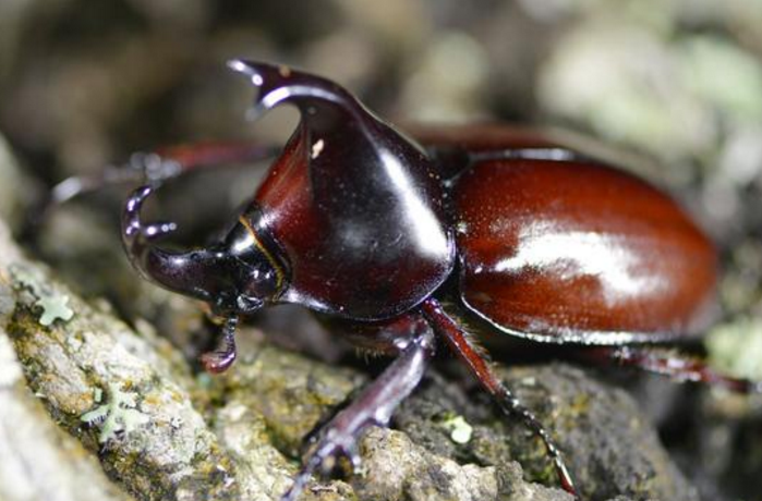 在农村常见的独角仙一只能卖到上百元有什么用看完就明白了