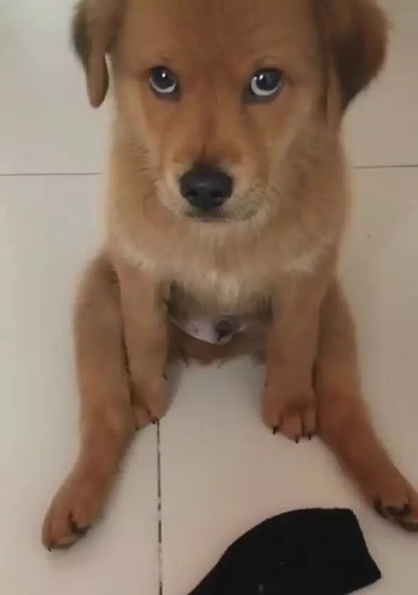 袜子被狗狗咬坏,主人拿拖鞋威胁狗,这无辜的眼神亮了!