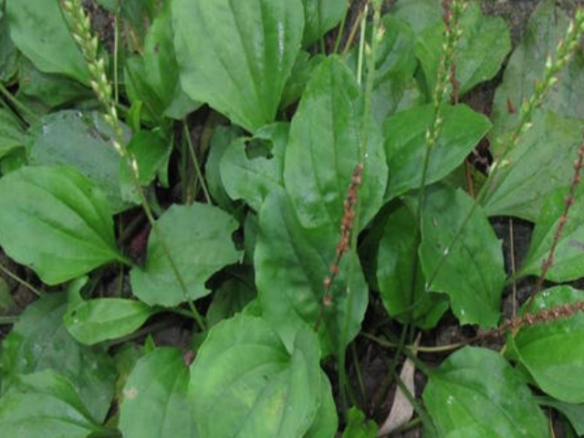 藏在身边的天然胰岛素找到了早晚换着吃或助你远离高血糖