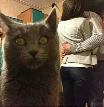 元旦来临,又到大型虐狗节,有对象的才叫跨年,单身狗只能叫熬夜