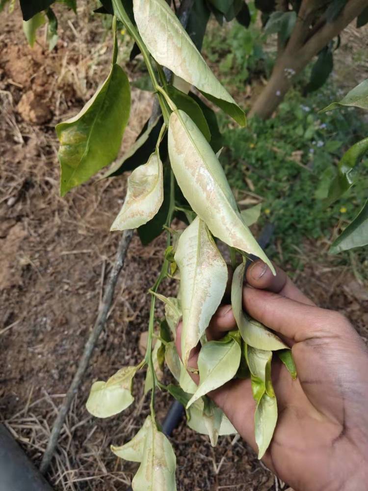 柑橘"潜叶蛾"防治,一定要化学物理防治齐入手