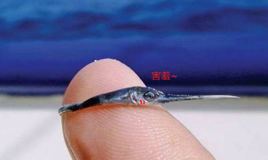 你能想象)"旗鱼"长大后,是一条重达300磅,就是135公斤左右的巨型生物