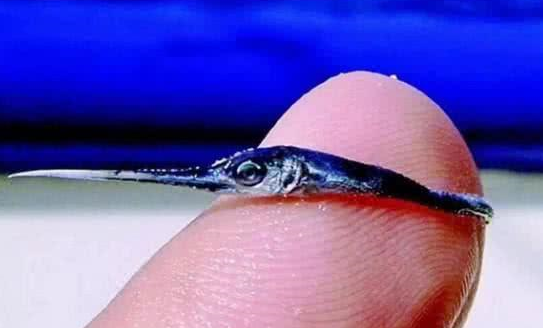 世界上最小的海洋生物图片