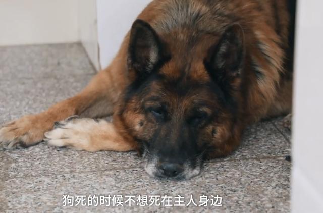 好狗不死在家中!为什么狗狗要离开主人,孤零零死去?