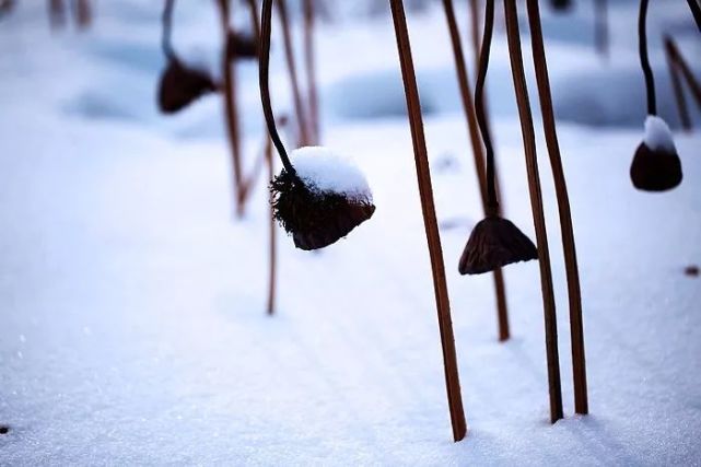 山寒水瘦荷所言
