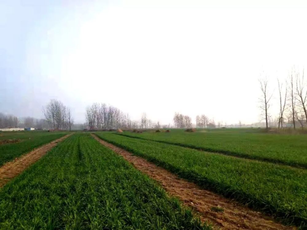 除草剂|紧急提醒：春季打小麦除草剂，这些细节一定要注意！