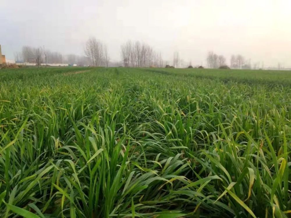 冬小麦|小麦进入起身拔节期，到底咋管理？高产秘诀告诉你！