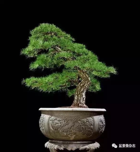 必定升值的绿色投资——盆景