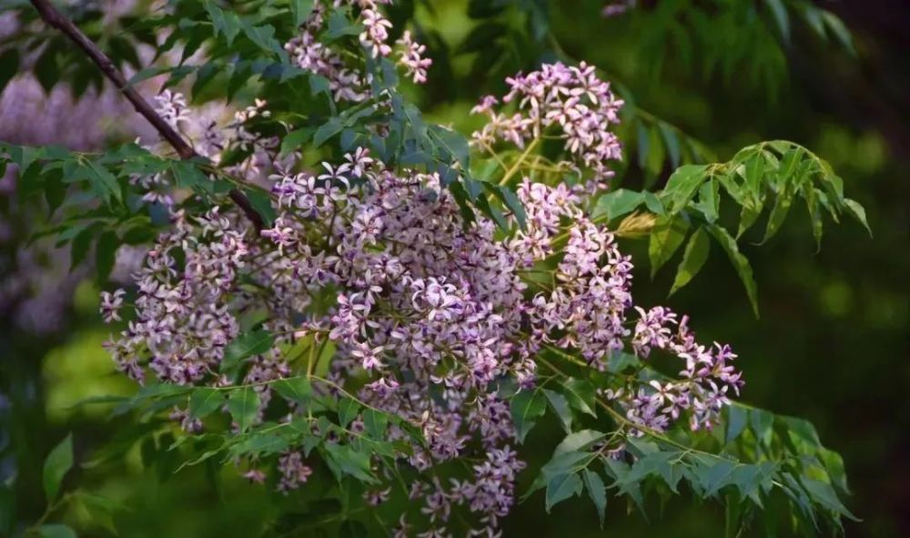 这9种乡土观花乔木 北方地区应该多应用 腾讯新闻