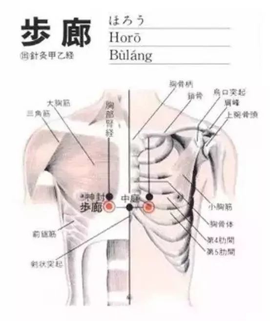 肋骨两侧是经络图图片