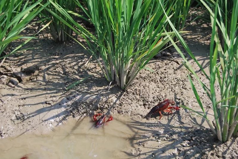 稻田小龙虾养殖户请注意:冬季管理必须做好这五点