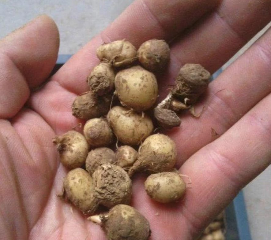 玉米地里的杂草不要随便薅,拔掉一棵少一棵,网友:这可是名贵的药材!