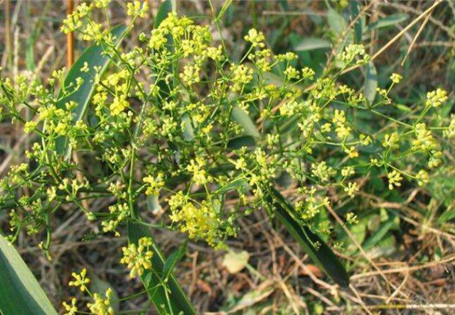 草药的时候 ,我们大部分人的脑海里面想到的都是那些铁皮石斛,鬼剑羽